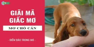 Nằm Mơ Thấy Chó Cắn Vào Chân Đánh Số Gì